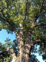 Carya illinoinensis