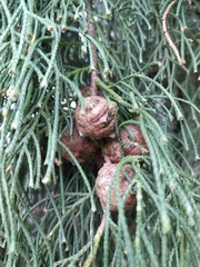 Cupressus torulosa