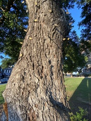 Carya illinoinensis