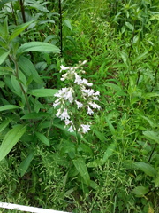 Penstemon