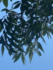 Carya illinoinensis