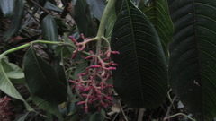 Palicourea angustifolia