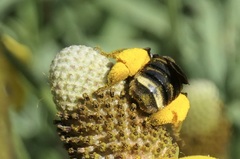 Svastra obliqua obliqua