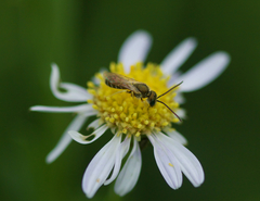 Halictus aerarius