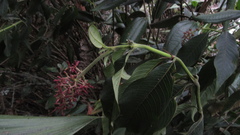 Palicourea angustifolia