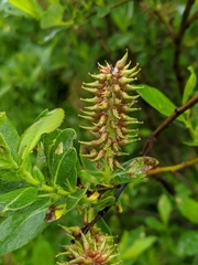 Salix pseudomyrsinites