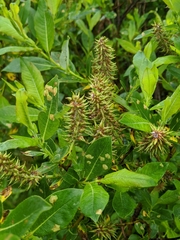 Salix pseudomyrsinites