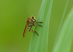 Cophinopoda