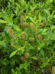 Salix pseudomyrsinites