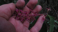 Palicourea angustifolia