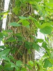 Toxicodendron radicans negundo