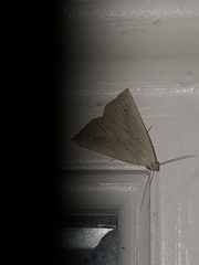 Macrochilo louisiana