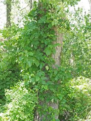 Toxicodendron radicans negundo