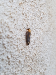 Hypoprepia cadaverosa