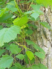 Toxicodendron radicans negundo