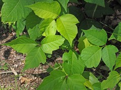 Toxicodendron radicans negundo