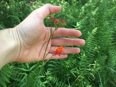 Asclepias lanceolata