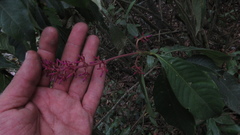 Palicourea angustifolia