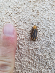 Hypoprepia cadaverosa