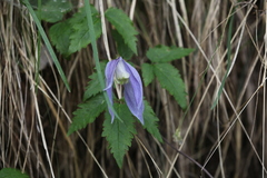 Clematis alpina
