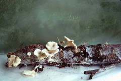 Rhizocybe albida