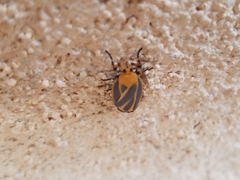 Hypoprepia cadaverosa