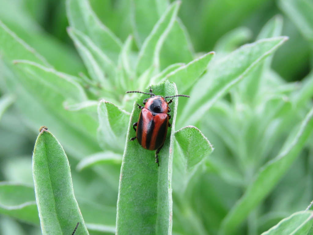 Entomoscelini