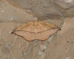Patalene olyzonaria