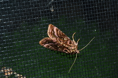 Autographa mappa