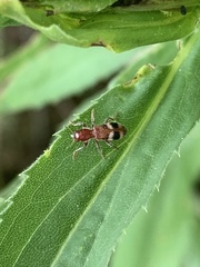 Enoclerus rosmarus