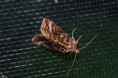 Autographa mappa