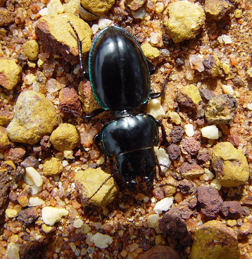 Carenum breviforme