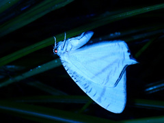 Urapteroides astheniata