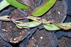 Passiflora rogitamensis