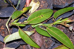 Passiflora rogitamensis