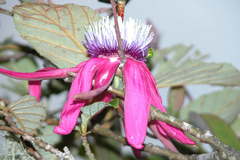 Passiflora rogitamensis