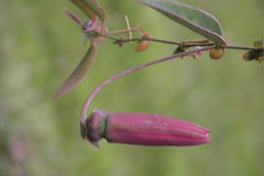 Passiflora rogitamensis