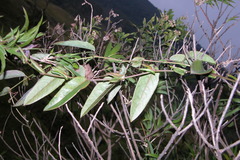 Passiflora rogitamensis