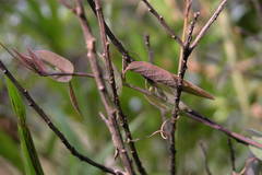 Passiflora rogitamensis