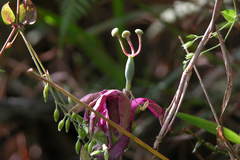 Passiflora rogitamensis