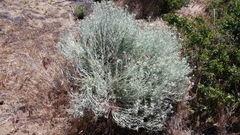 Tetradymia comosa
