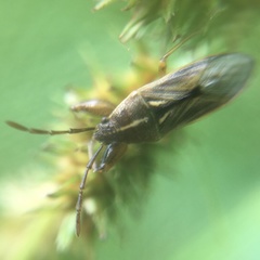 Pachygronthidae