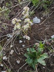 Micranthes occidentalis