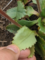 Micranthes occidentalis