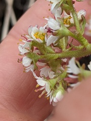 Micranthes occidentalis