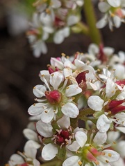 Micranthes occidentalis