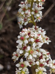Micranthes occidentalis