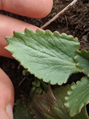 Micranthes occidentalis