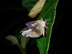 Lophoptera