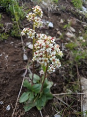 Micranthes occidentalis